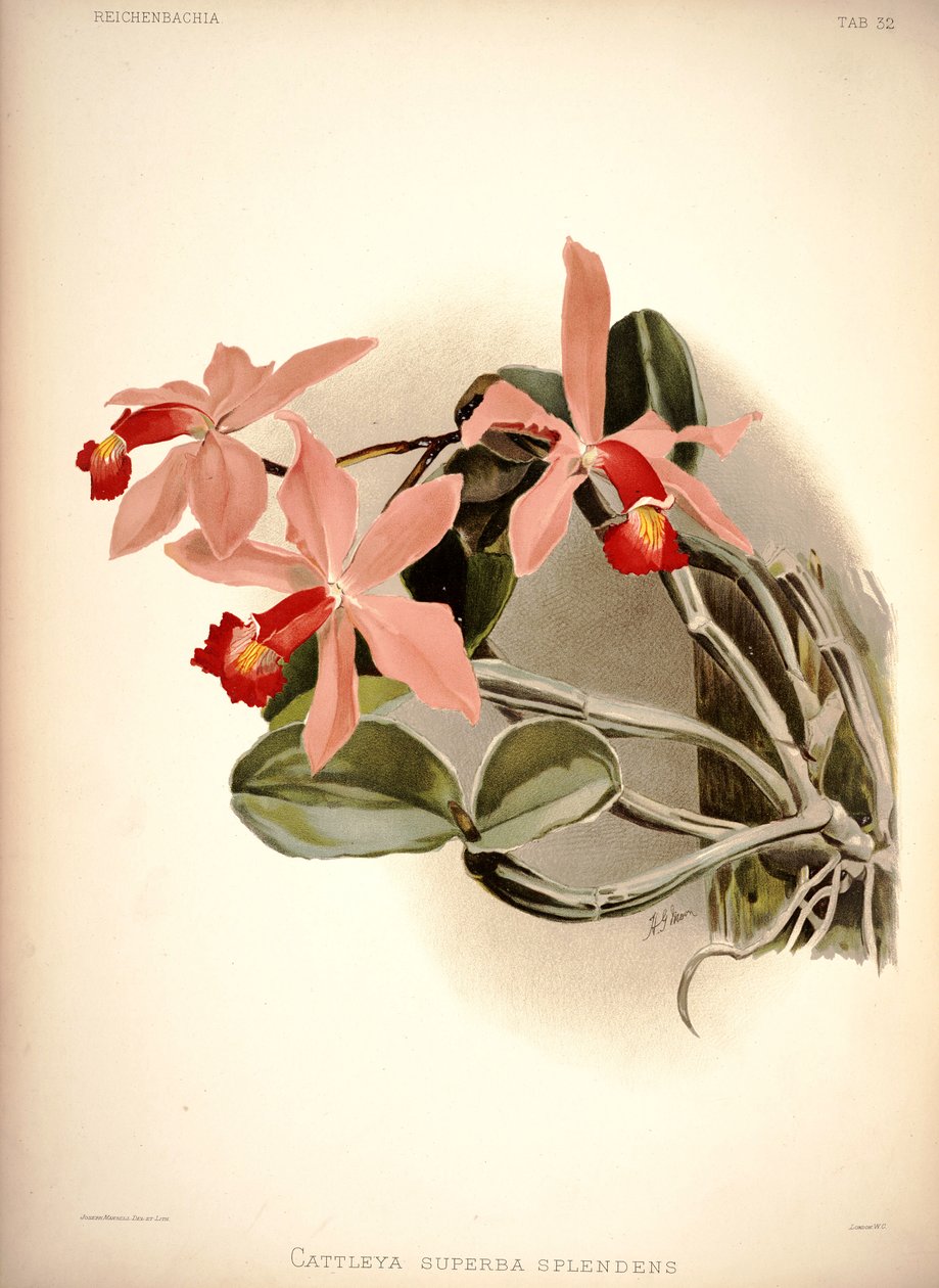 Cattleya violacea af London H. Sotheran and Co.