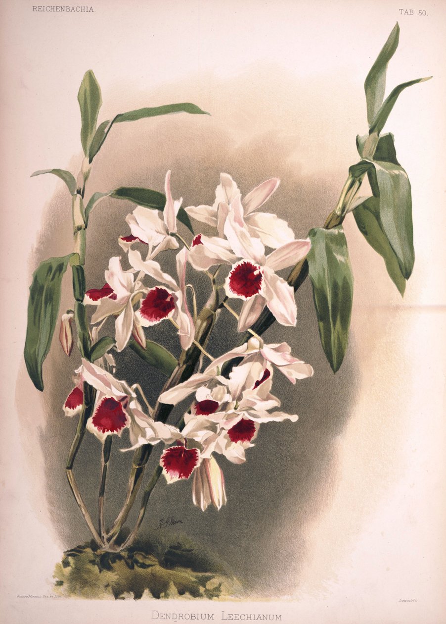Dendrobium × leechianum af London H. Sotheran and Co.
