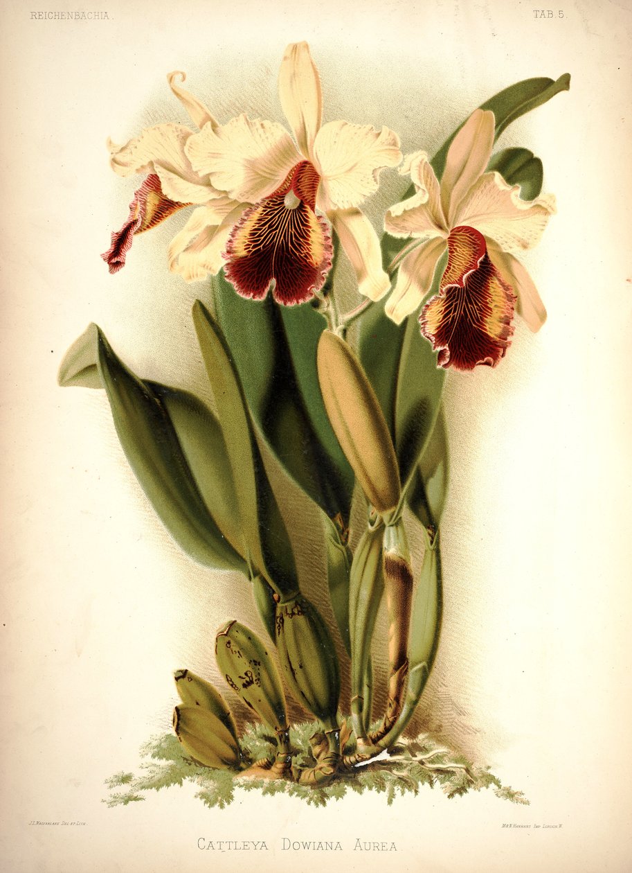 Dows Cattleya af London H. Sotheran and Co.
