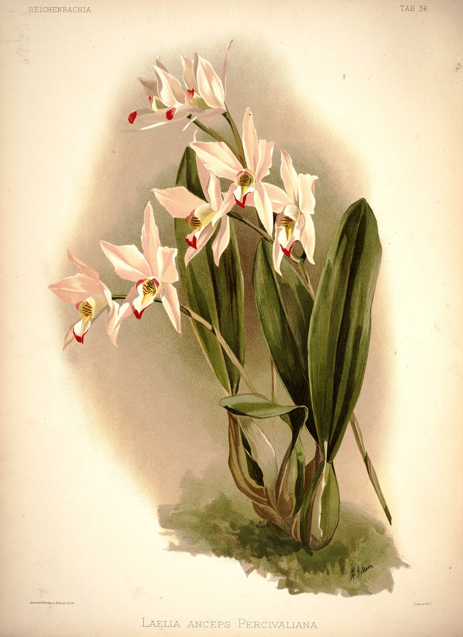 Laelia tvivler af London H. Sotheran and Co.