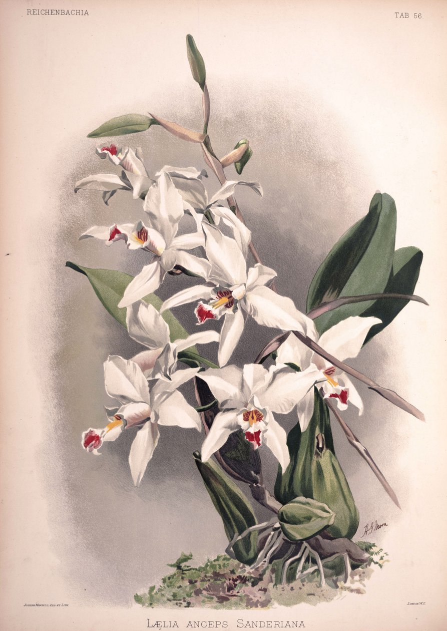 Laelia anceps, syn .: Laelia anceps var. sanderiana af London H. Sotheran and Co.