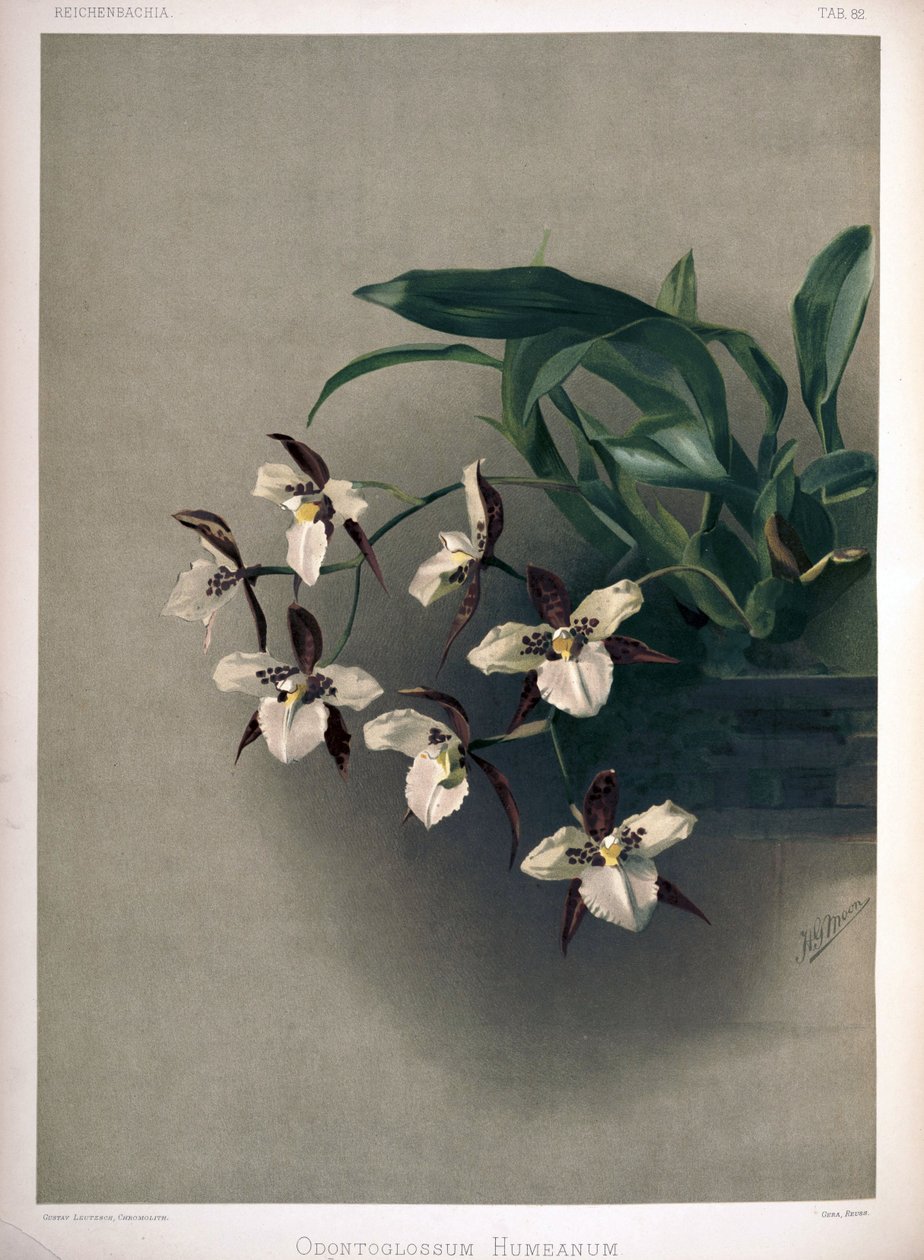 Rhynchostele × humeana som syn: Odontoglossum × humeanum af London H. Sotheran and Co.