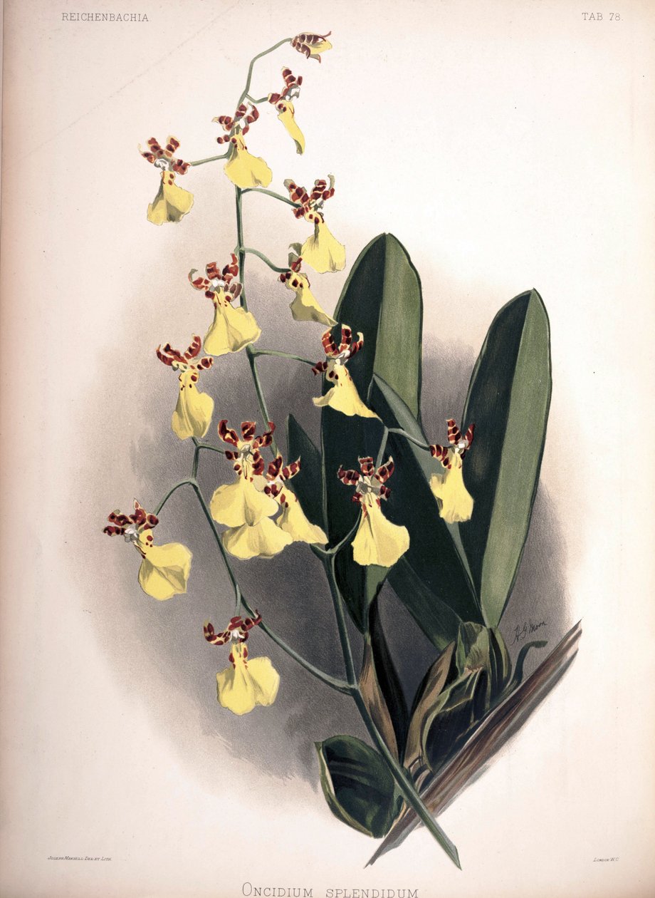 Trichocentrum splendidum as syn .: Oncidium af London H. Sotheran and Co.