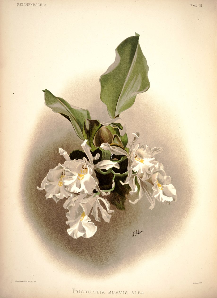 Trichopolis af London H. Sotheran and Co.