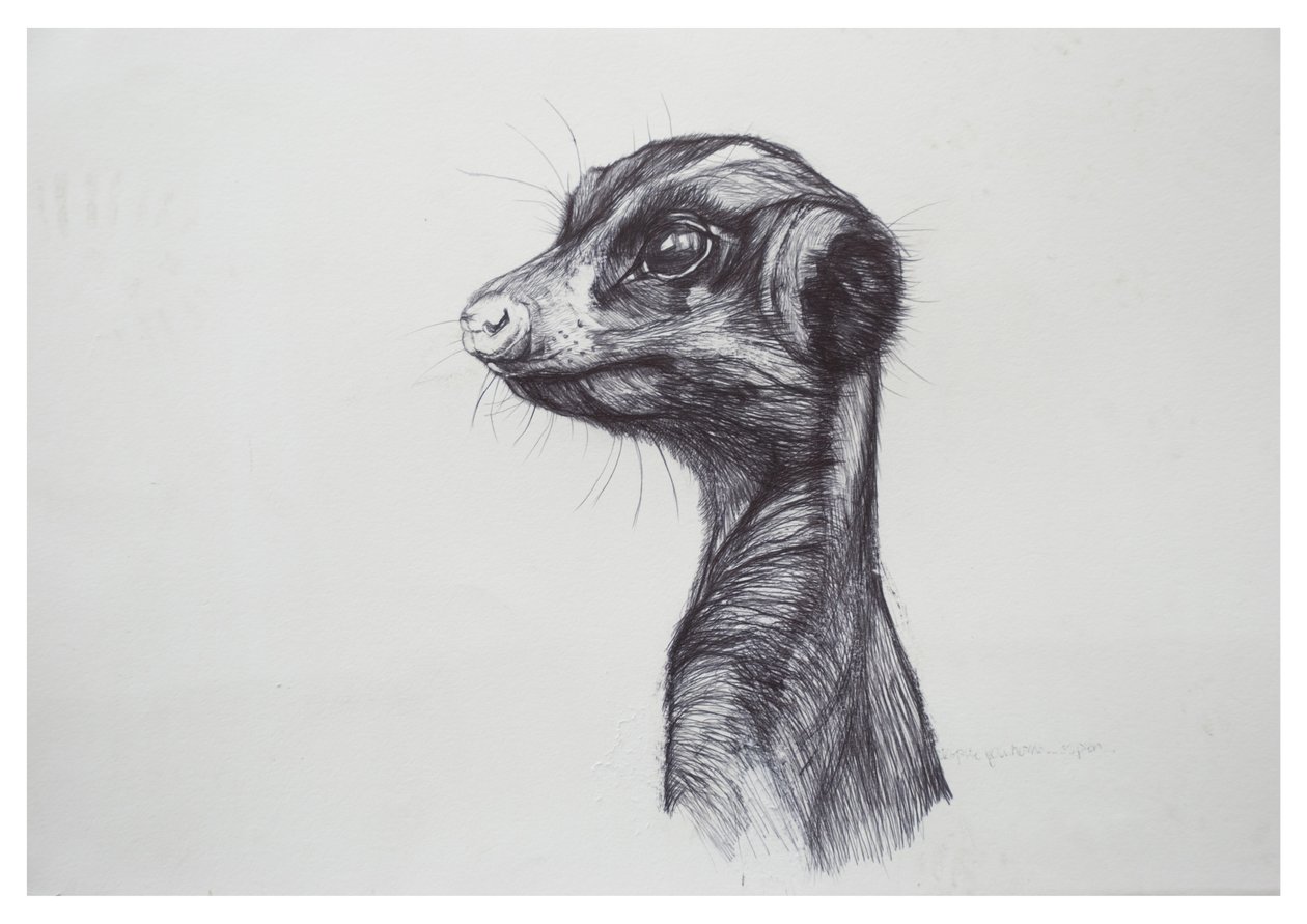 Meerkat,2016,(biro på papir) af Lou Gibbs