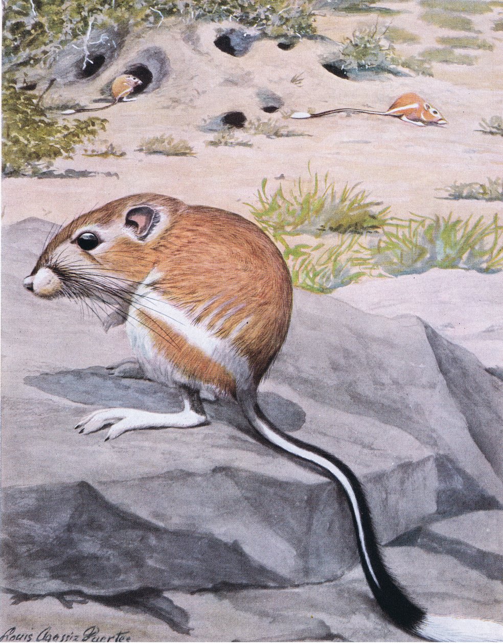 Banner Tailed Kangaroo Rat, dristige striber og en elegant hvid spids hale af Louis Agassiz Fuertes