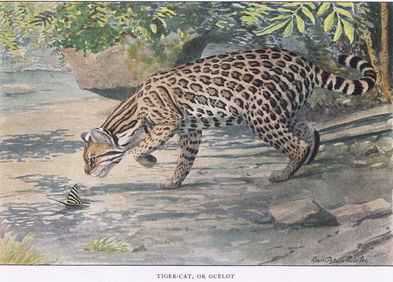 Bob Cat eller Ocelot af Louis Agassiz Fuertes