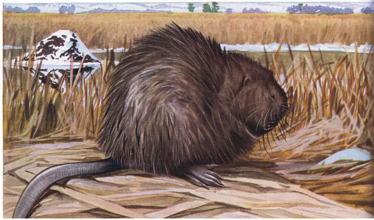 Muskrat bygger et kuppelformet hus af siv af Louis Agassiz Fuertes