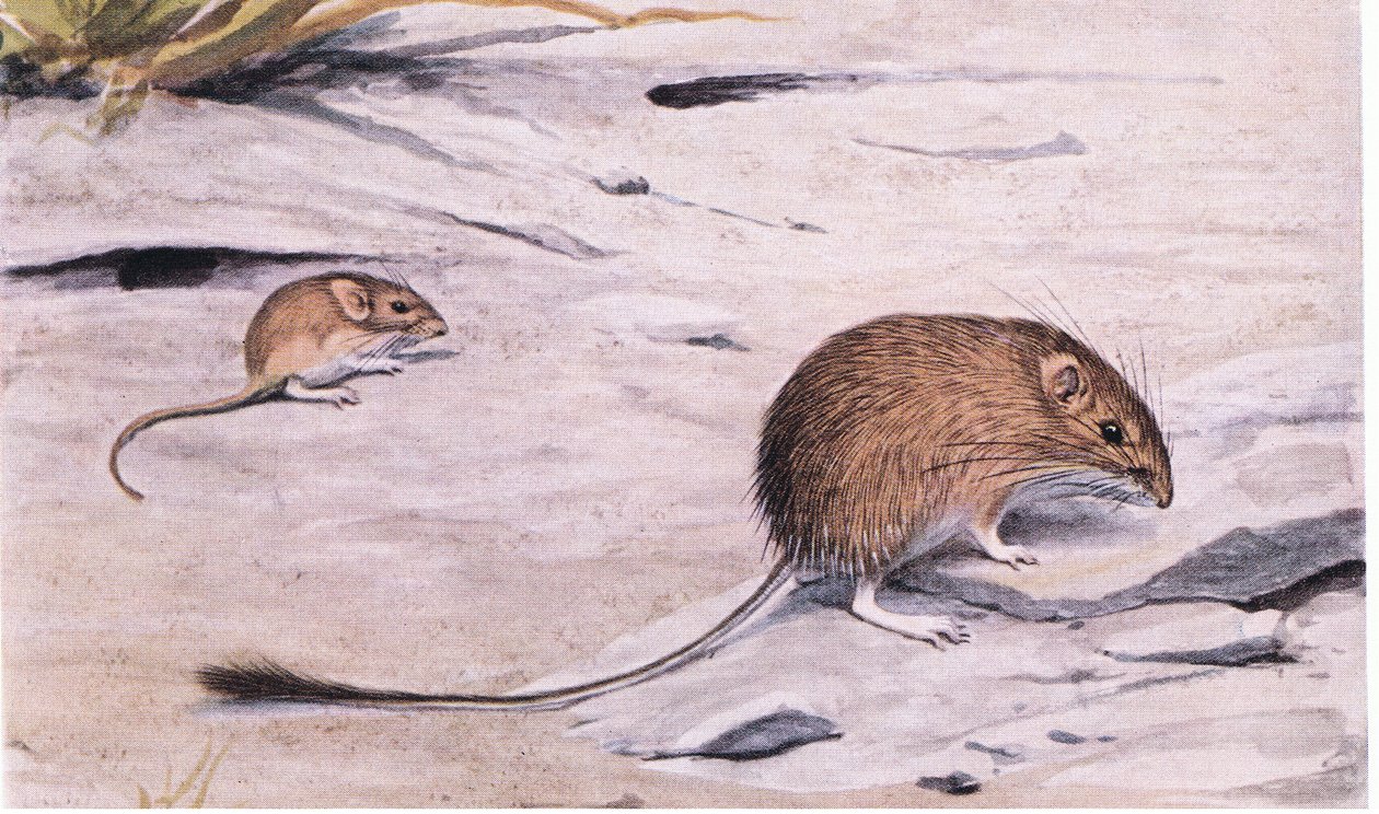 Silky Pocket Mouse spejder efter frø af Louis Agassiz Fuertes
