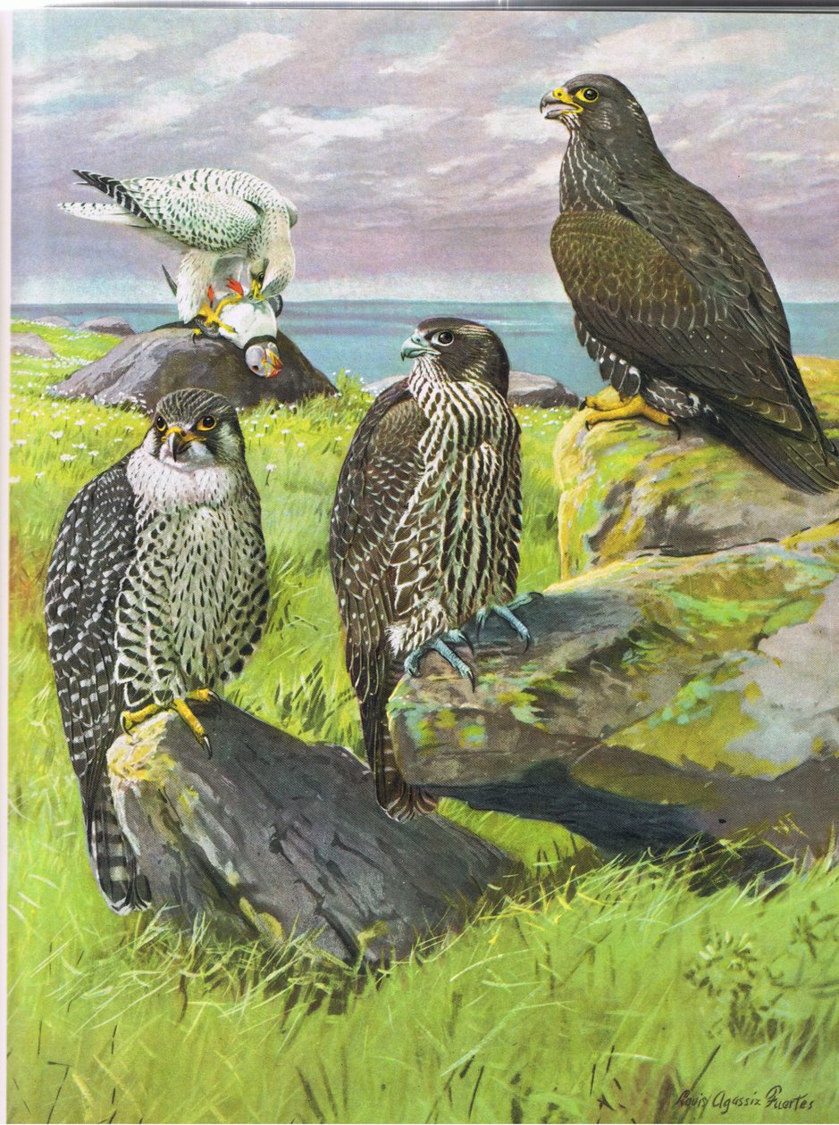 Hvid Gyrfalcon, Black Gyrfalcon af Louis Agassiz Fuertes