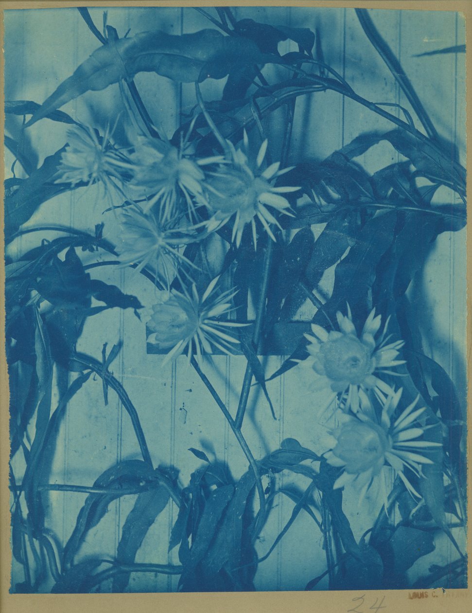 Blomsterstudie, ca.1900 (cyanotypi på originalmontering) af Louis Comfort Tiffany