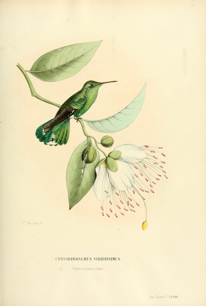 Polytmus theresiae theresiae af Louis Victor Bevalet