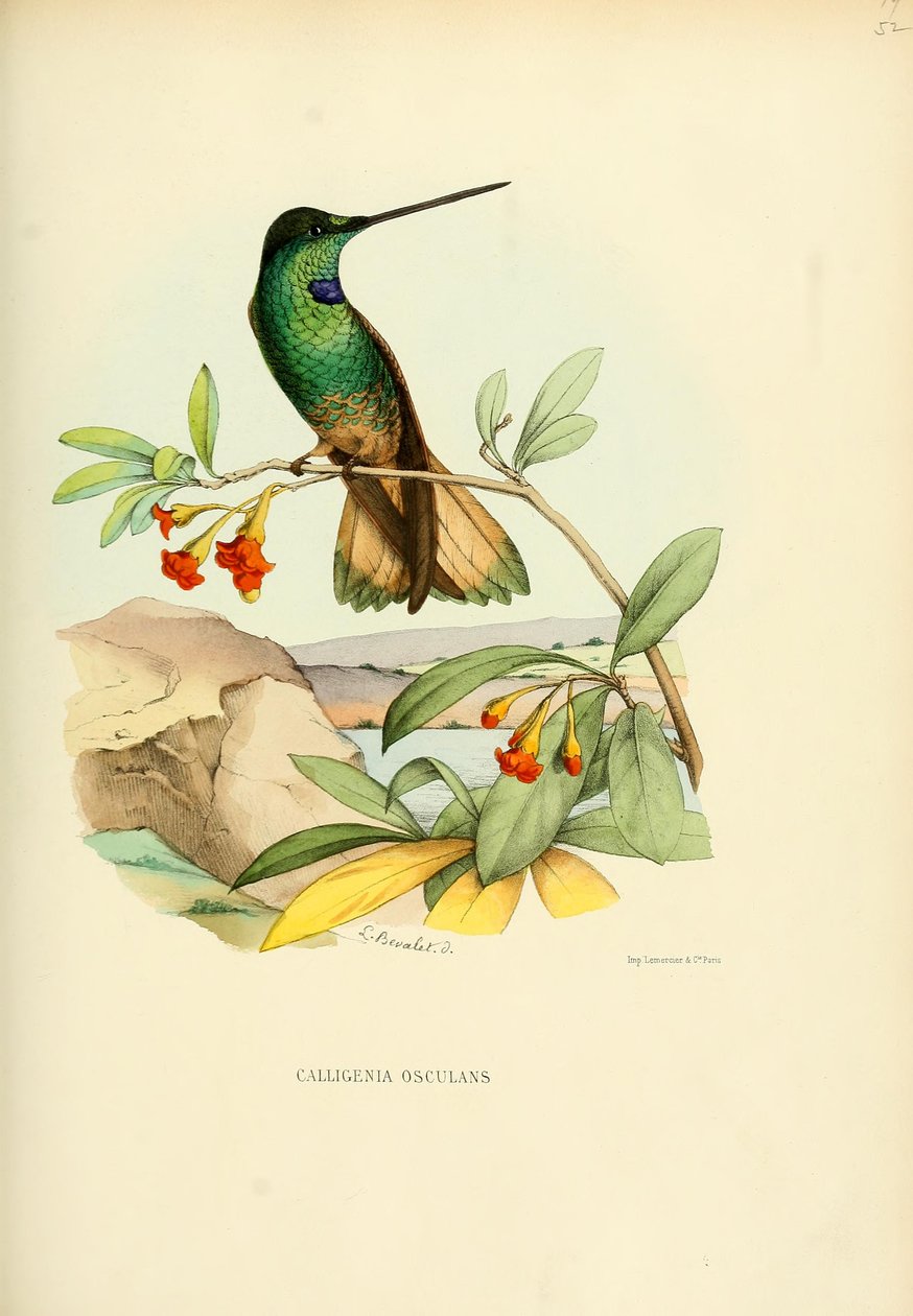Calligenia osculans = Coeligena violifer osculans af Louis Victor Bevalet