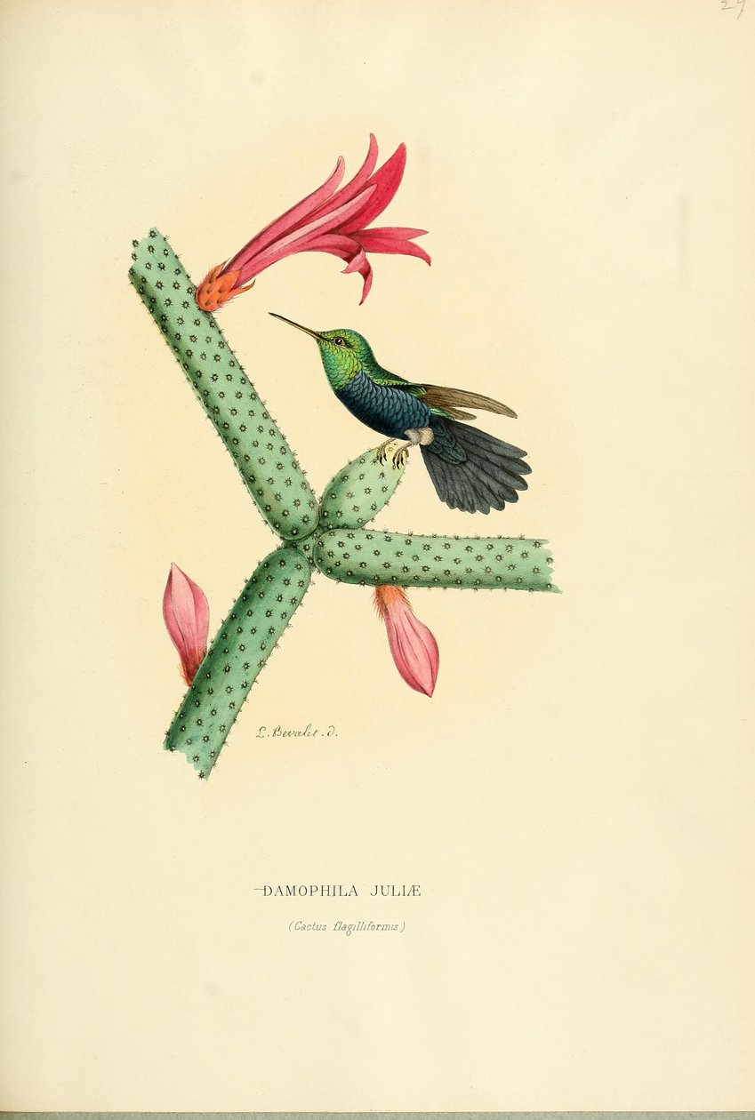 Damophila julia af Louis Victor Bevalet