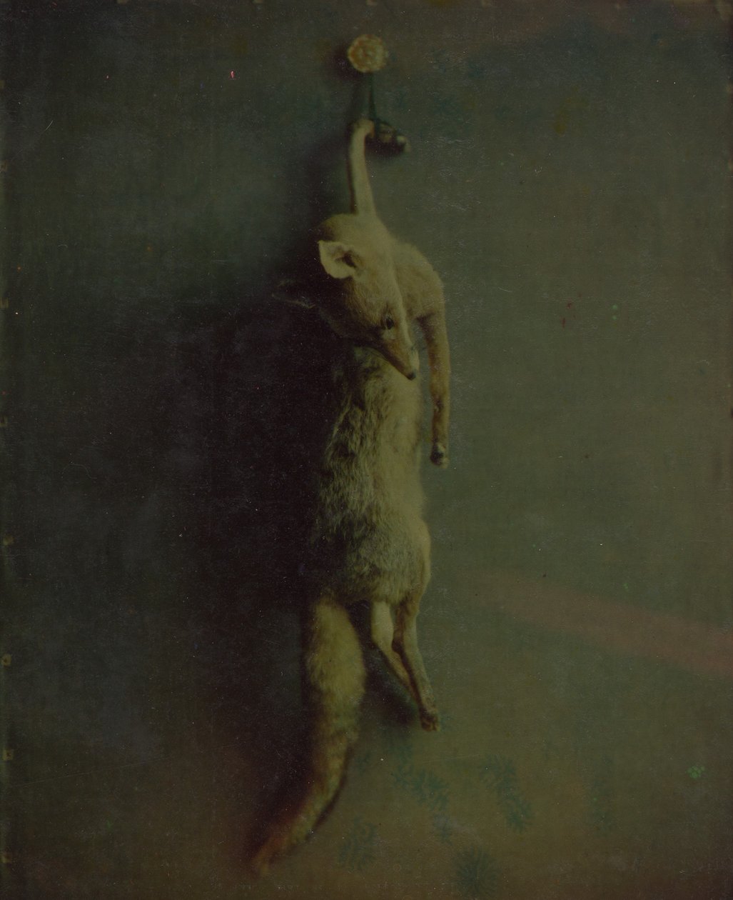 Ræv, ca. 1870. af Louis Ducos du Hauron