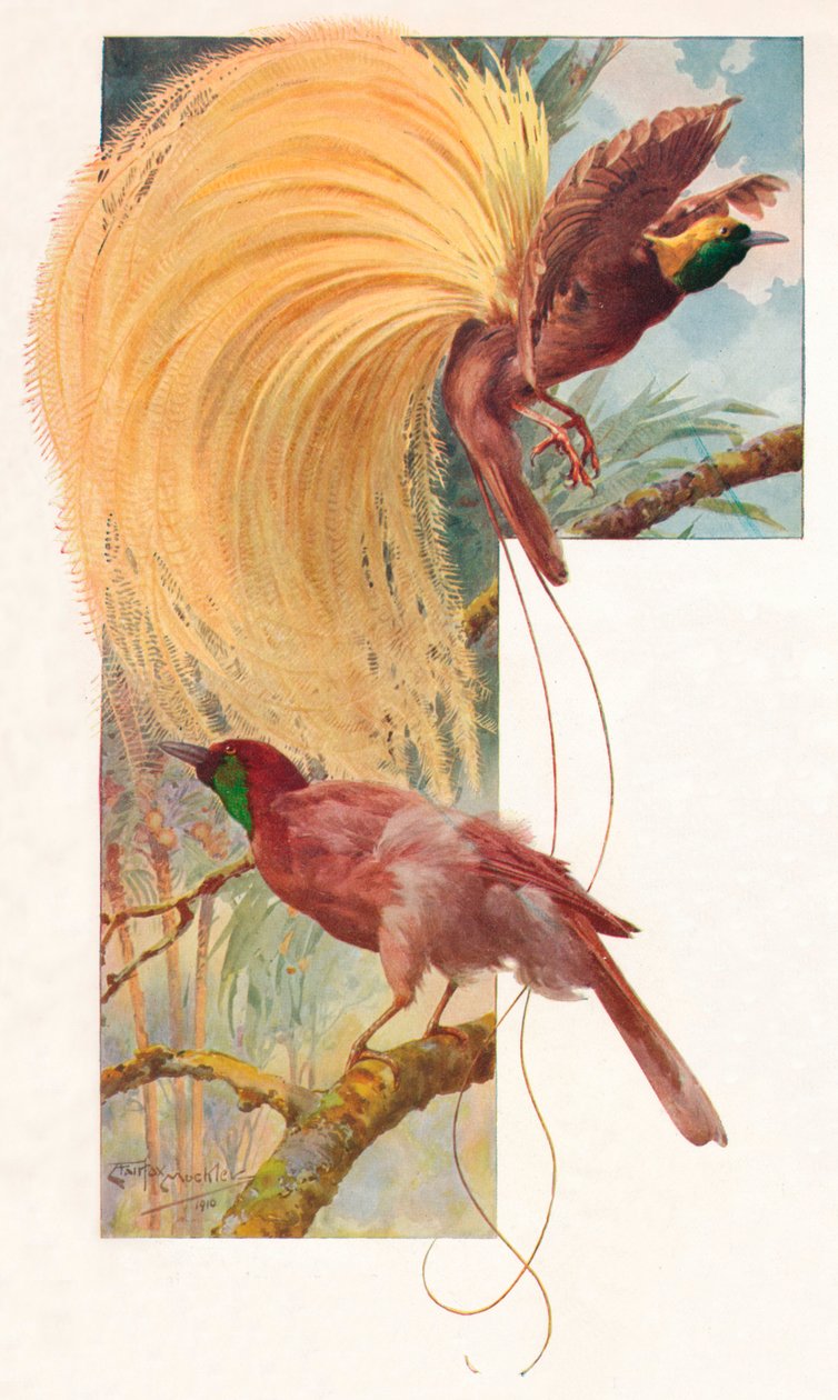 Paradisets store fugle, 1910, 1911 af Louis Fairfax Muckley