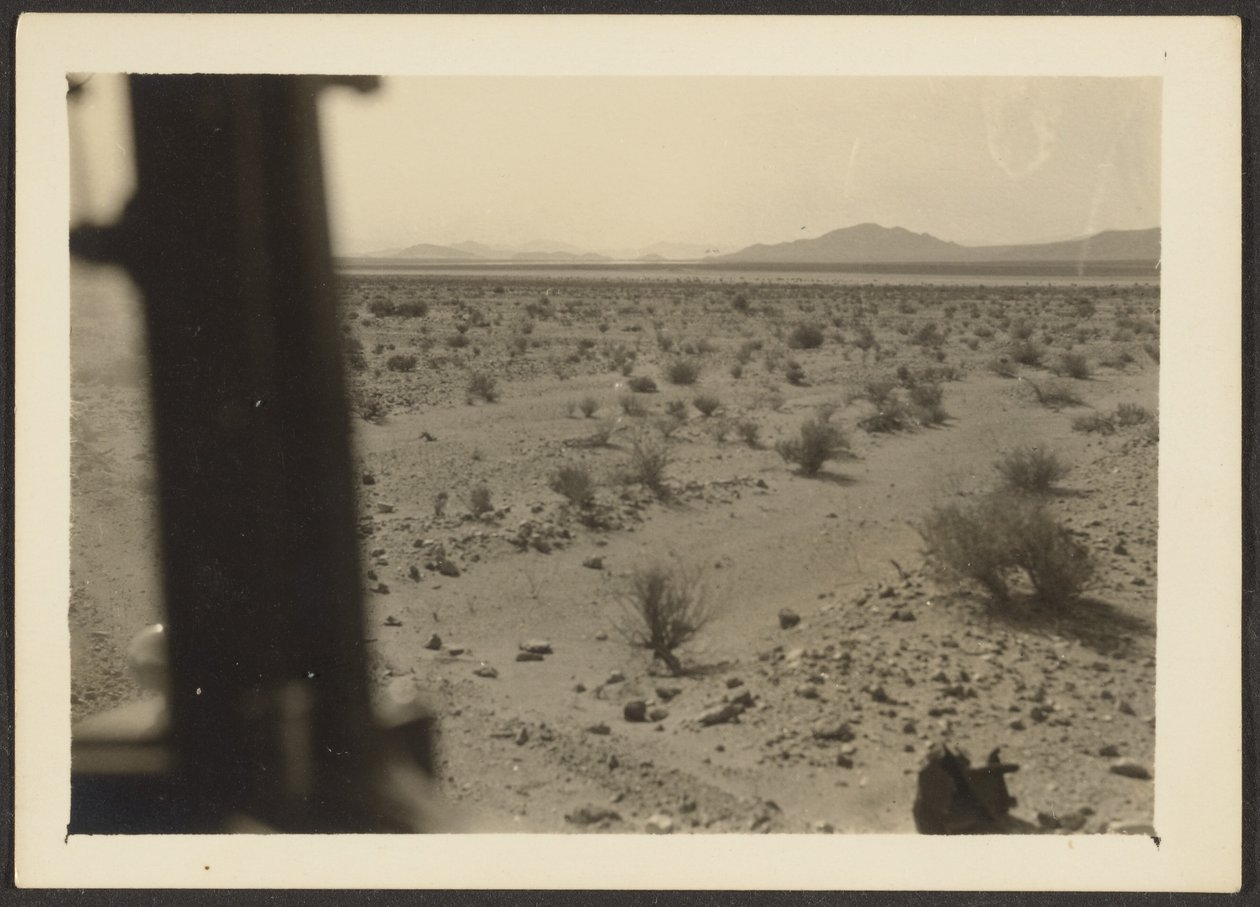 [Amargosa-ørkenens planter] af Louis Fleckenstein