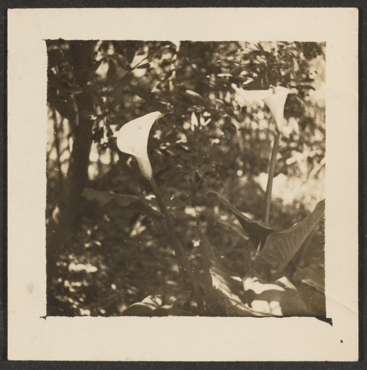 [Calla Lilies] af Louis Fleckenstein