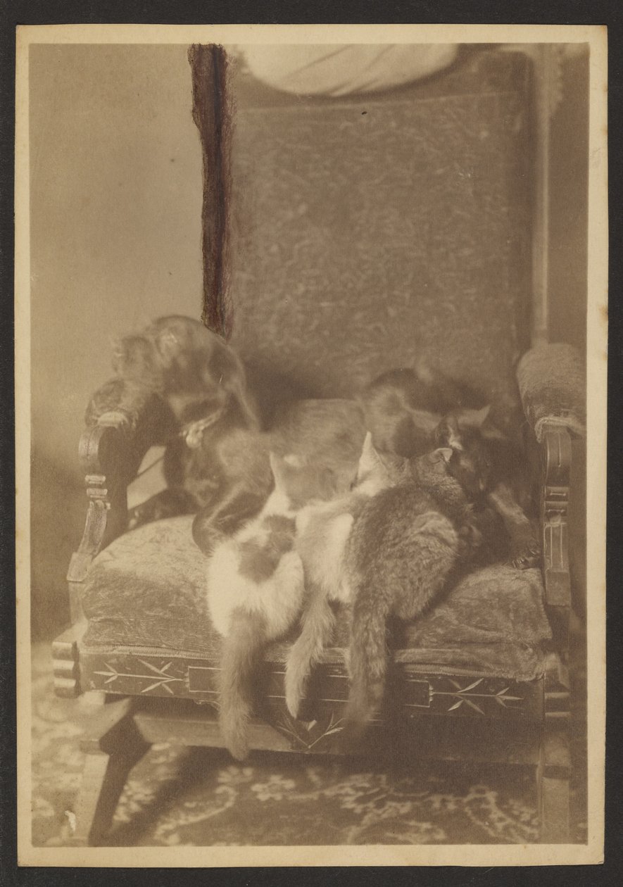 [Kælende katte og hunde] af Louis Fleckenstein