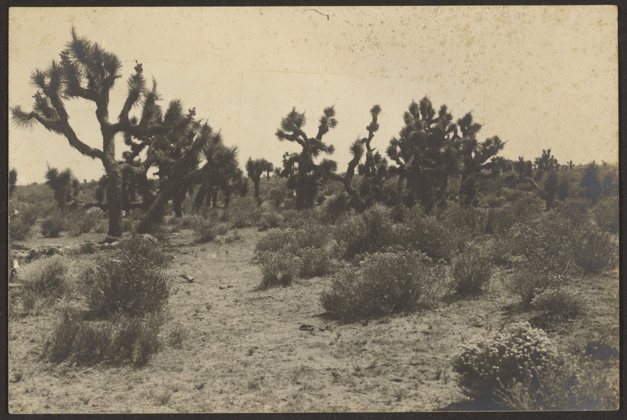 Mojave-ørkenen af Louis Fleckenstein