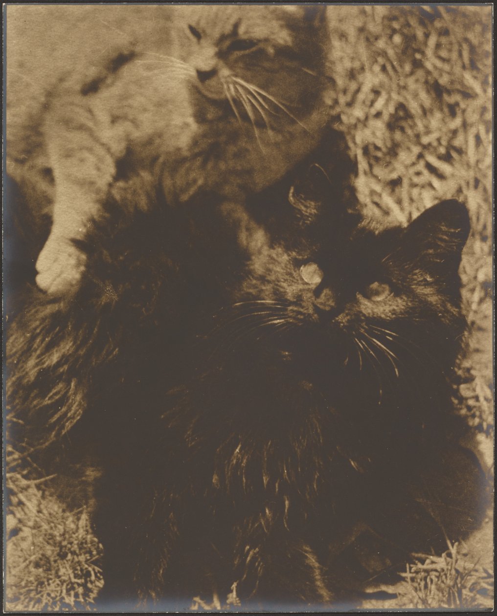 [To katte] af Louis Fleckenstein