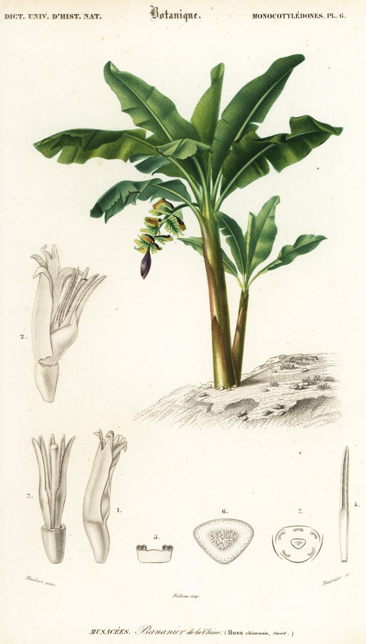 Banan, Musa acuminata., 1849 (gravering) af Louis Joseph Edouard Maubert