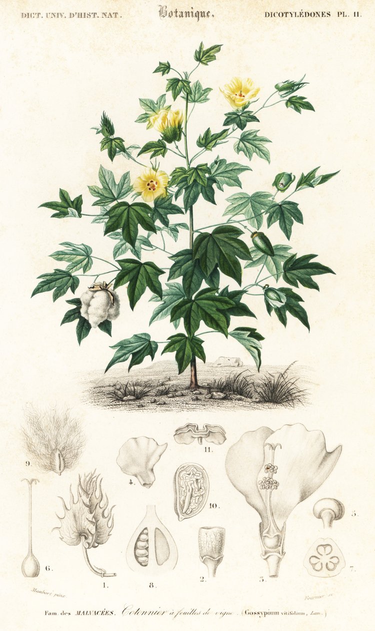 Bomuldsplante, Gossypium barbadense., 1849 (gravering) af Louis Joseph Edouard Maubert