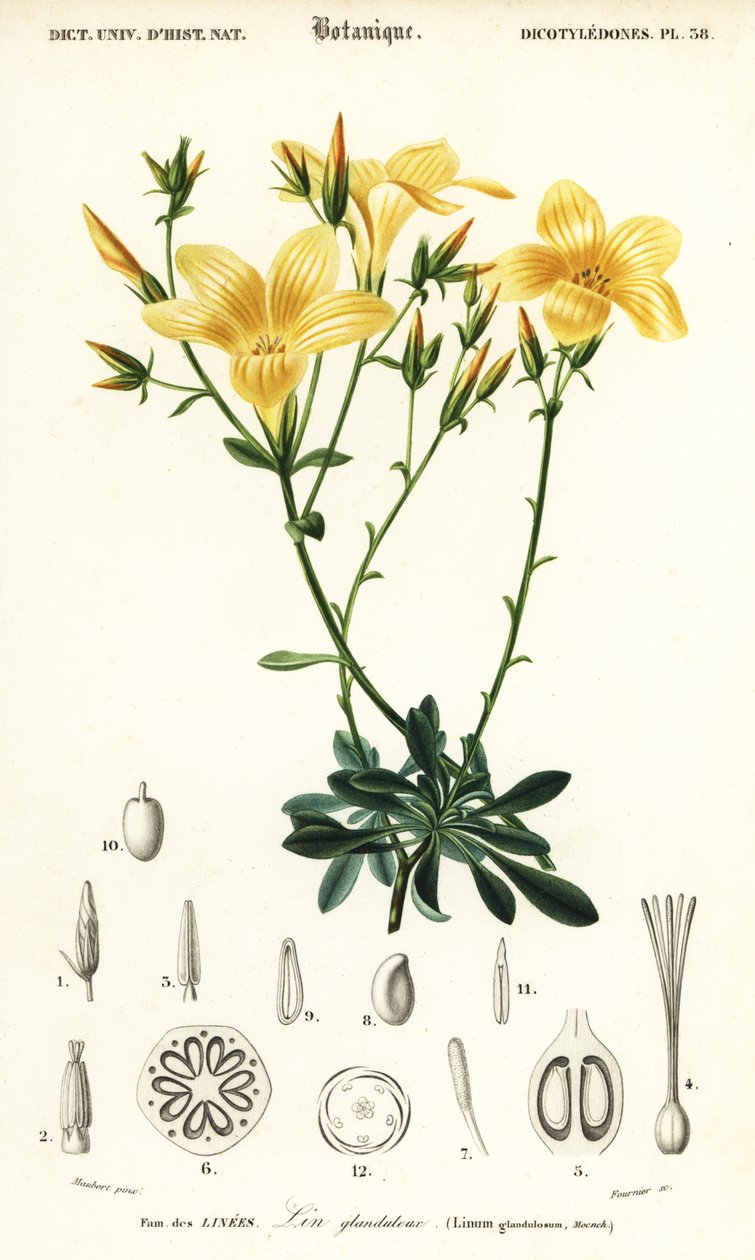 Hør, Linum campanulatum., 1849 (gravering) af Louis Joseph Edouard Maubert