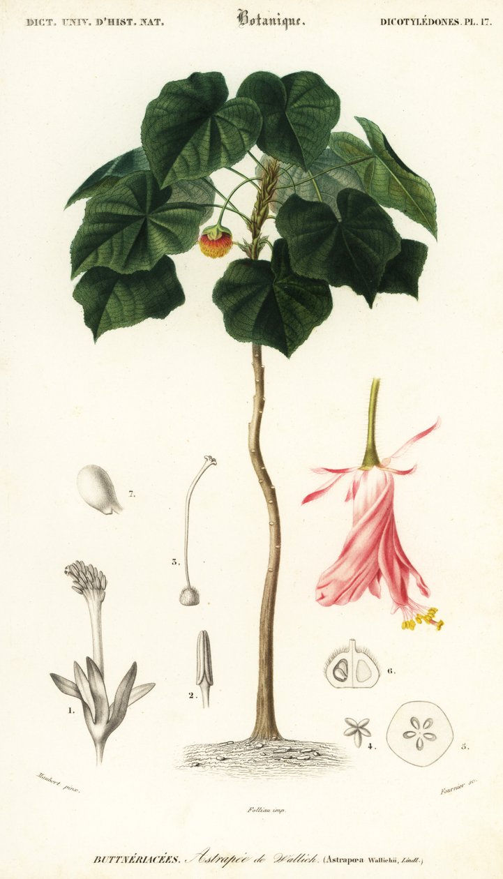 Pinkball, Dombeya wallichii. ,1849 (gravering) af Louis Joseph Edouard Maubert