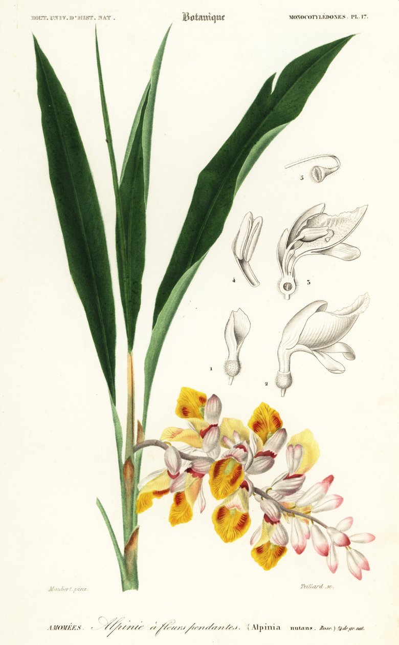 Skalblomst, Alpinia nutans. ,1849 (gravering) af Louis Joseph Edouard Maubert