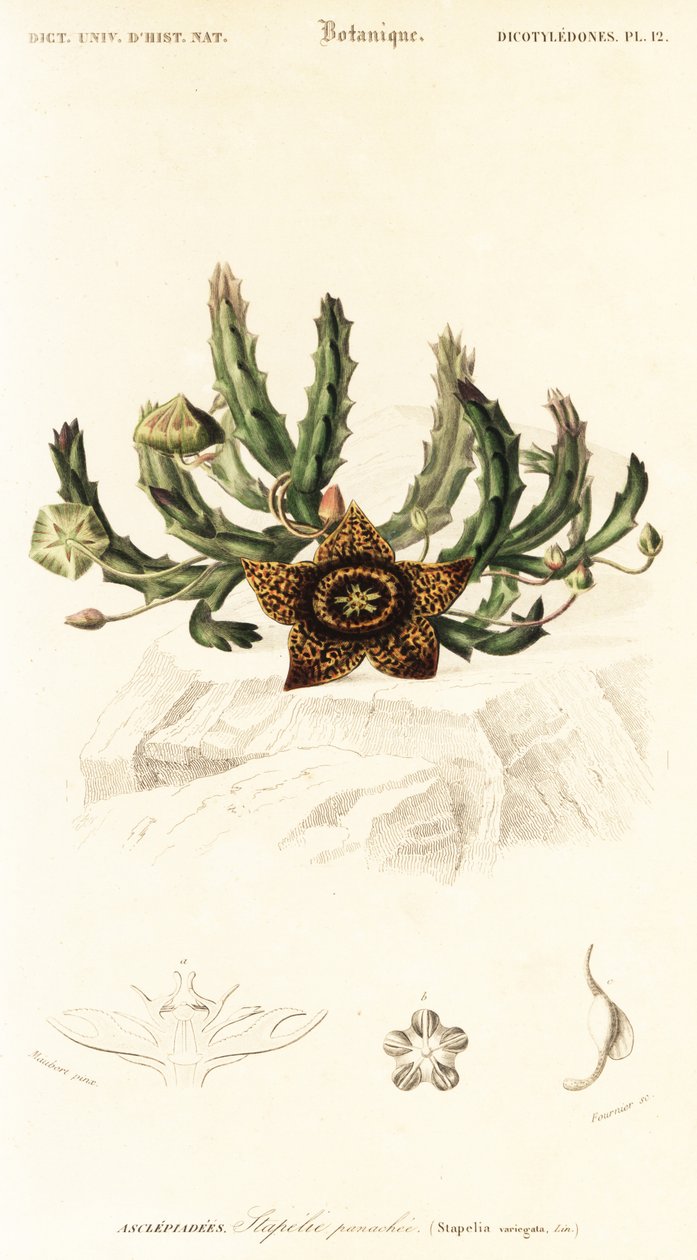 Stjerneblomst, Orbea variegata., 1849 (gravering) af Louis Joseph Edouard Maubert