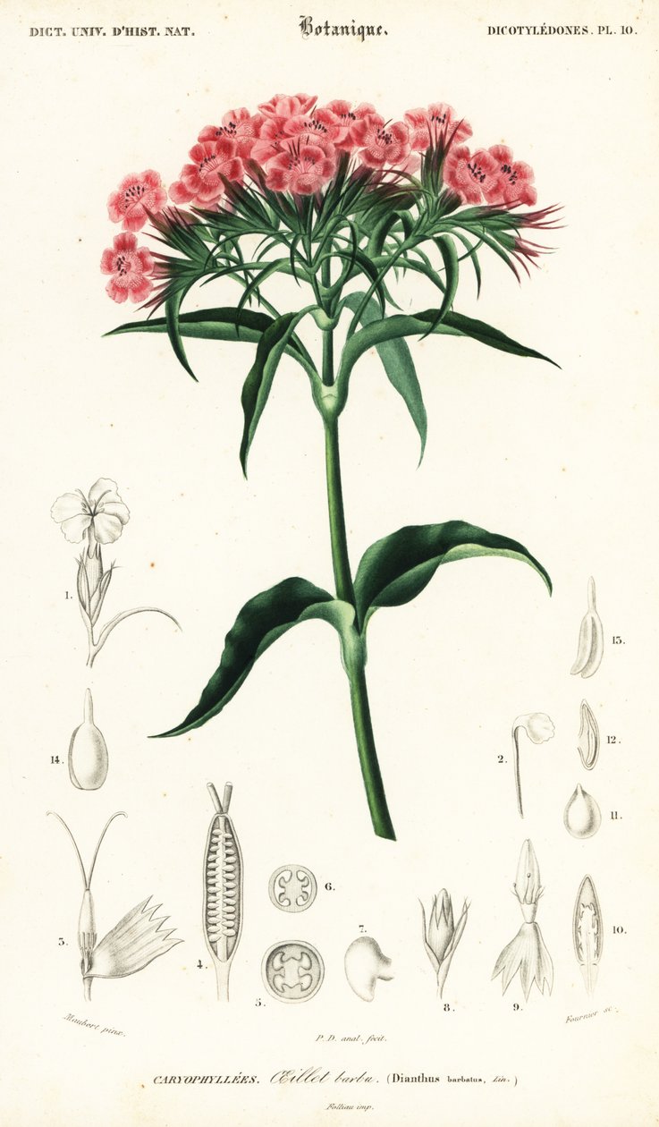 Sweet William, Dianthus barbatus., 1849 (gravering) af Louis Joseph Edouard Maubert