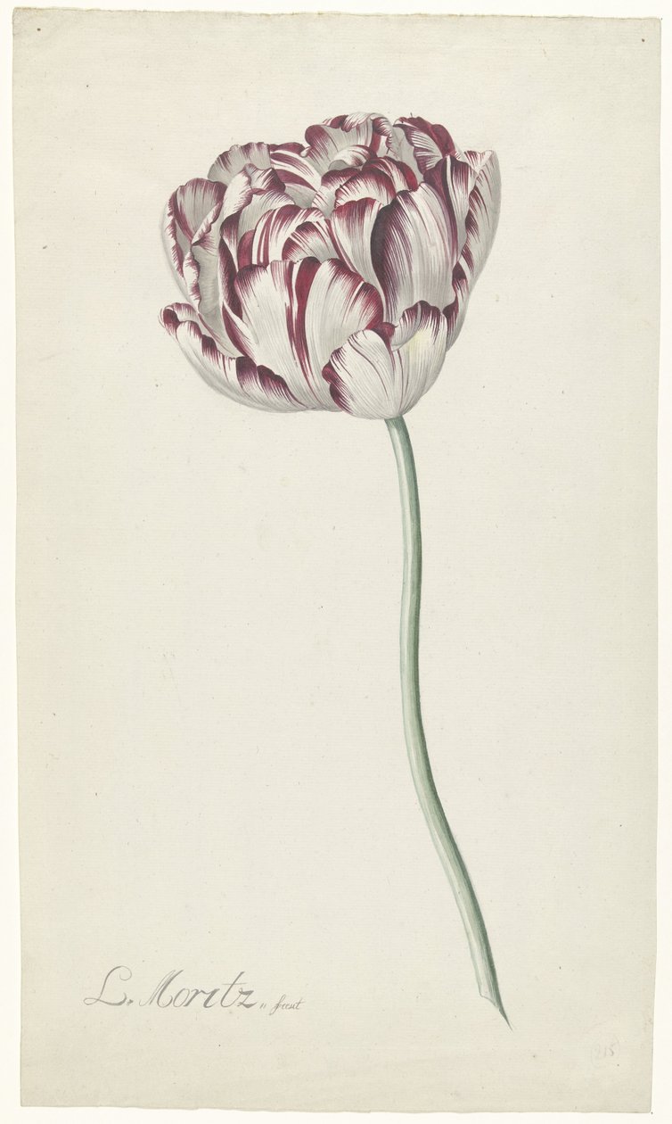 Tulipan af Louis Moritz