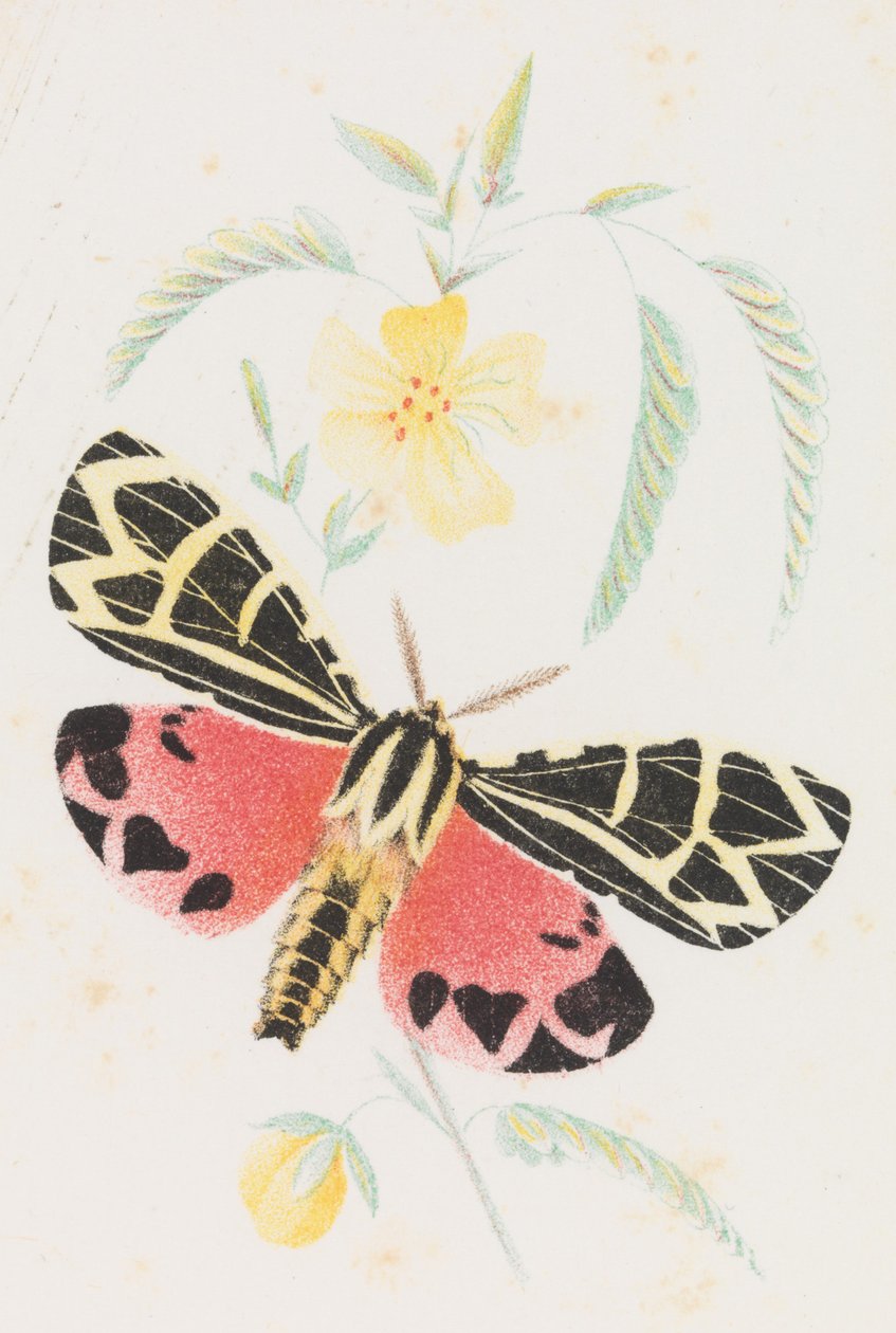 Arctia Jomfruen, 1862 af Louis Prang