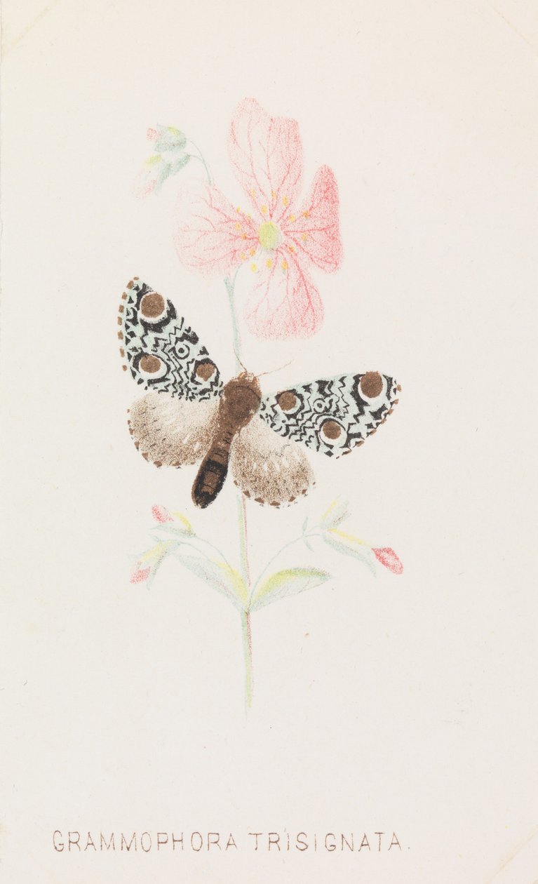 Grammophora Trisignata, 1862.. af Louis Prang