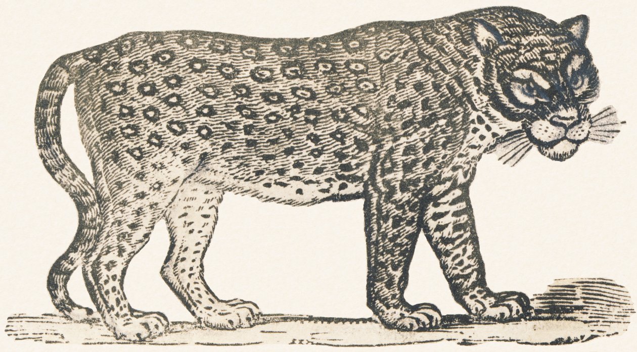 Tiger af Louis Simon (1810 1870) Lassalle
