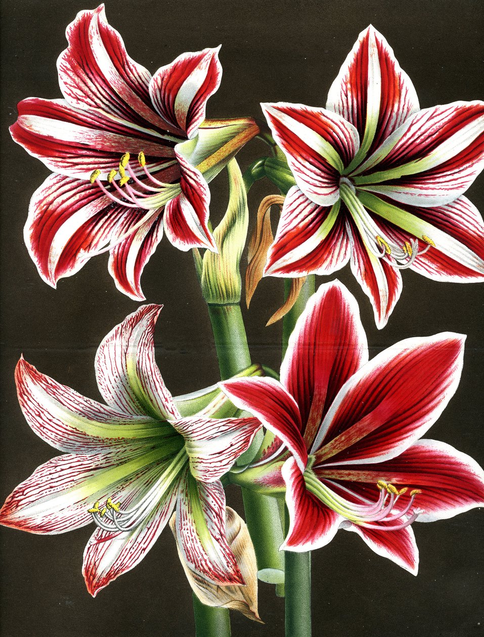 AMARYLLIS HIPPEASTRA (gravering) af Louis Van Houtte