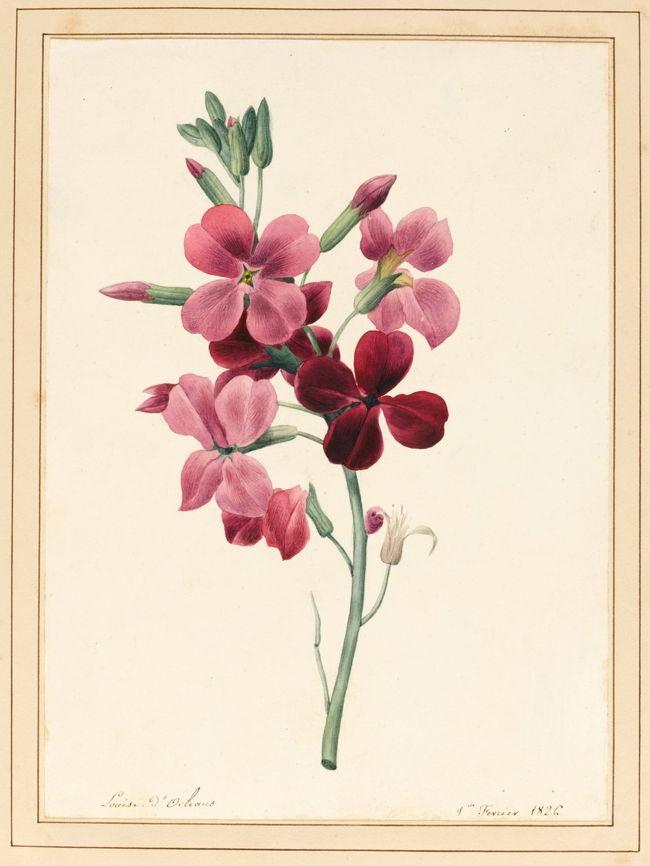 Matthiola, Stock, 1826 (wc med lidt kropsfarve på papir) af Louise DOrleans