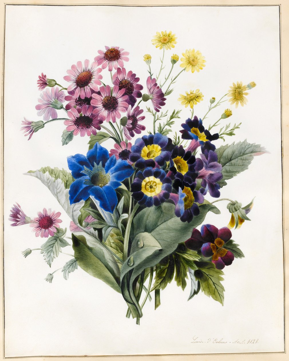 Blandede blomster, Aster sp., Auricula, Ragwort, Viola, Campanula, Gentiana Acaulis, 1828 (wc med noget kropsfarve på vellum) af Louise DOrleans