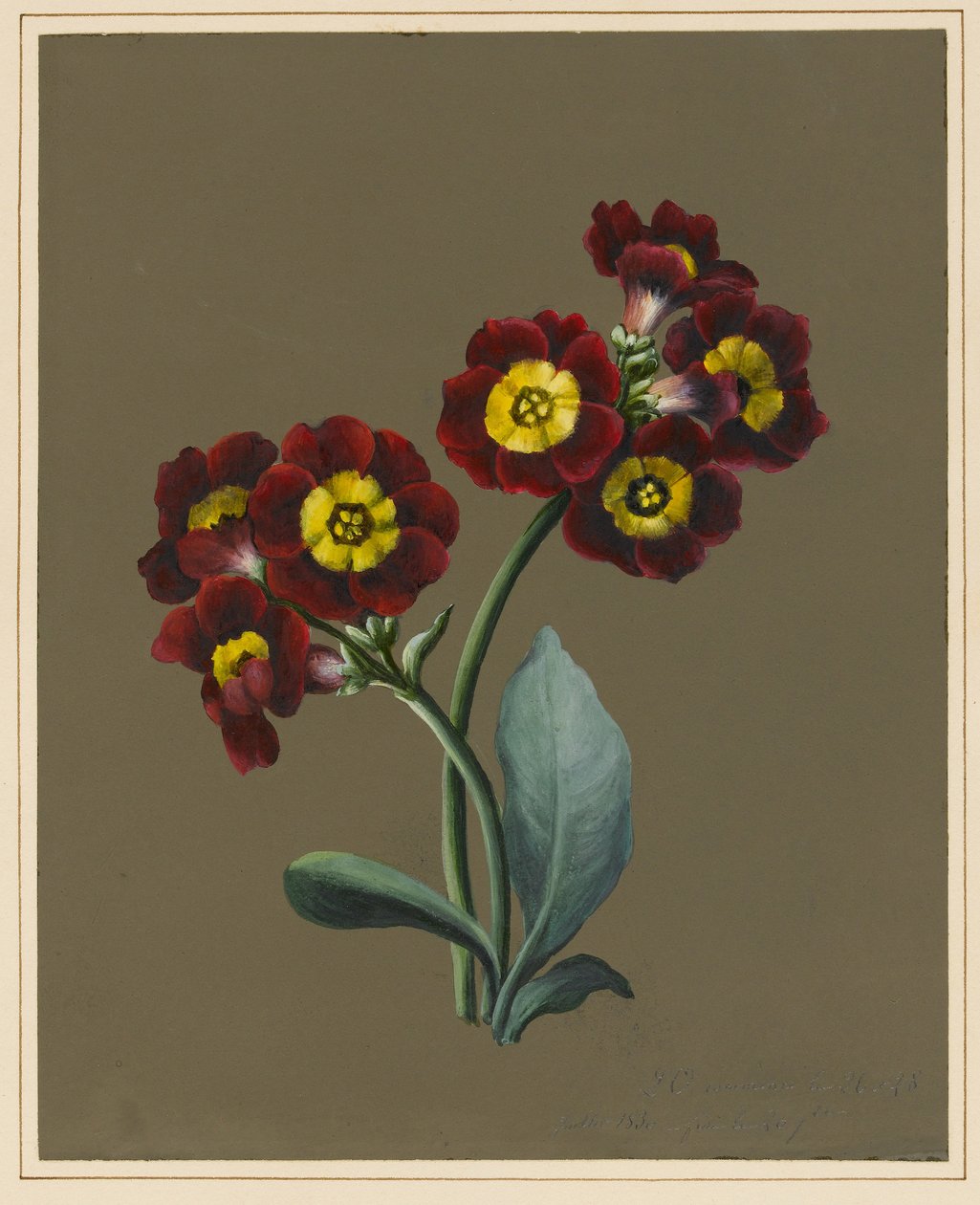 Rød Primula Auricula, 1830 (wc og kropsfarve på papir med præpareret jord) af Louise DOrleans