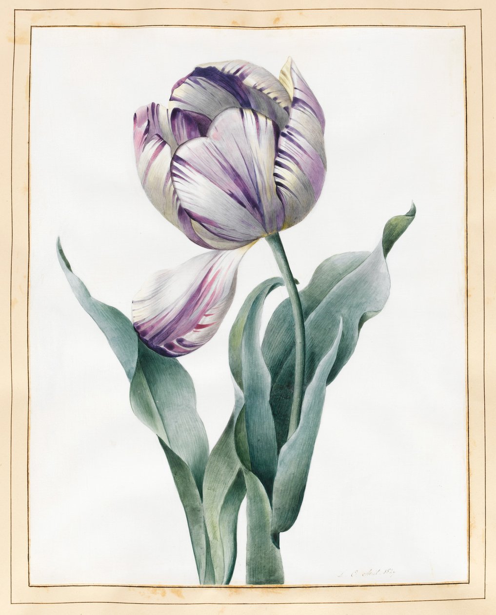 Rembrandt Tulip, 1827 (grafit og wc med noget kropsfarve på vellum) af Louise DOrleans