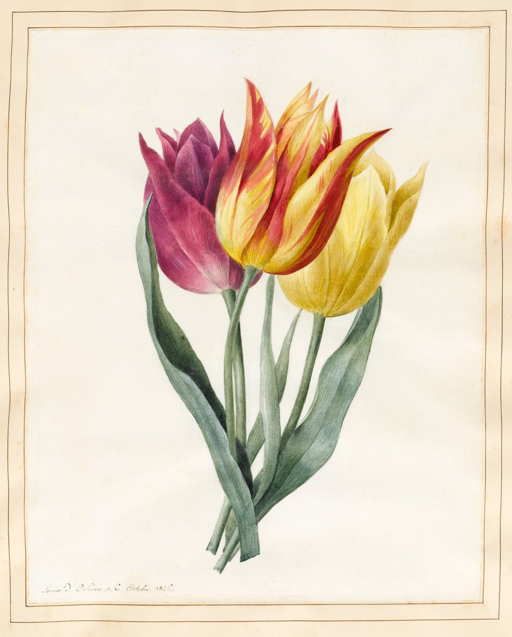 Tre lilje-tulipaner (wc med lidt kropsfarve på vellum) af Louise DOrleans