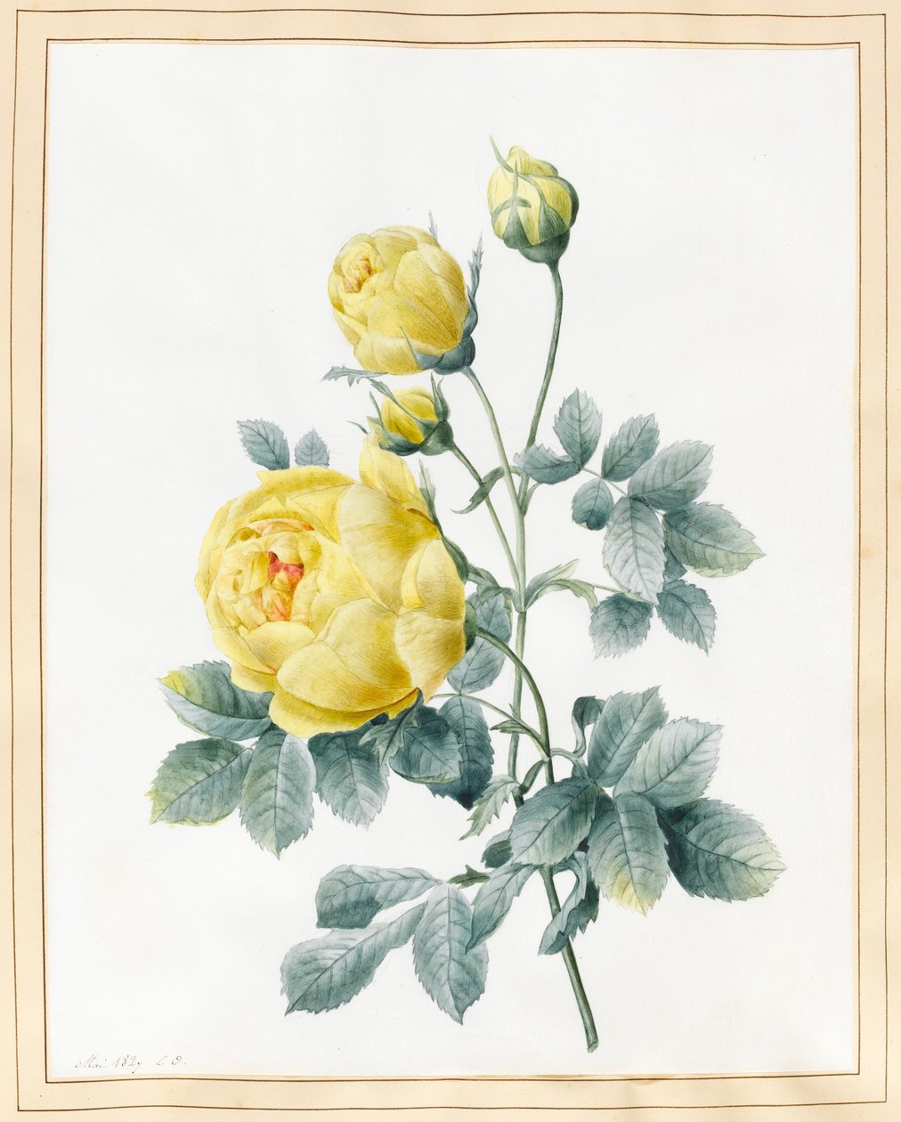 Gule roser, 1827 (wc på vellum) af Louise DOrleans
