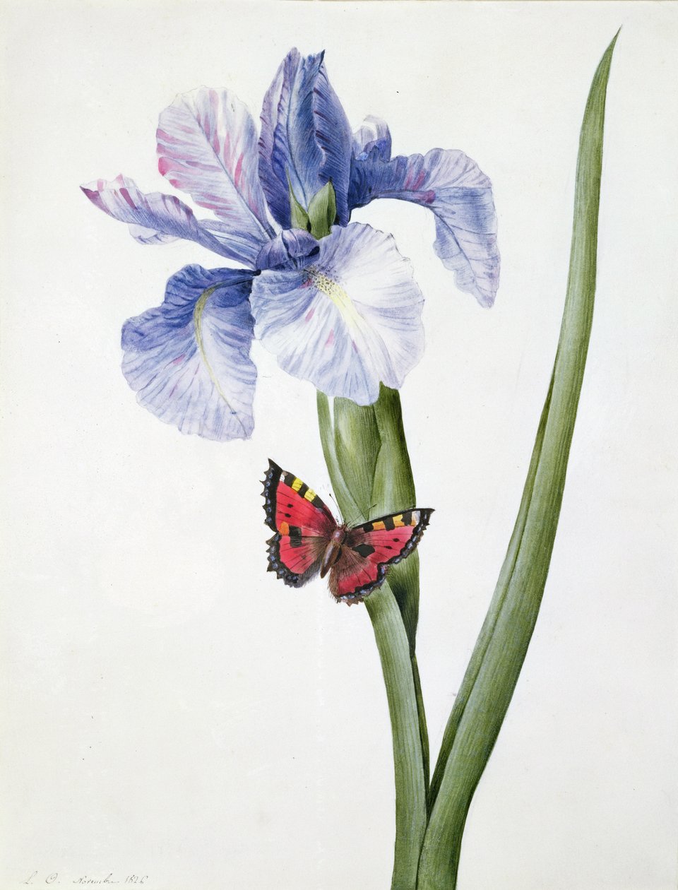 f.10 Blå iris med sommerfugl (Spuria), 1826 af Louise DOrleans
