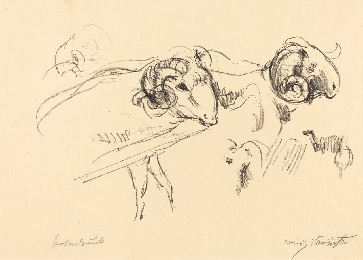 Schafböcke (væddere) af Lovis Corinth