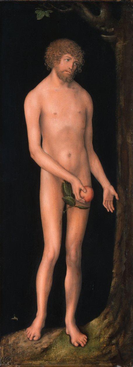 Tysk: Adam Adam af Lucas Cranach the Elder