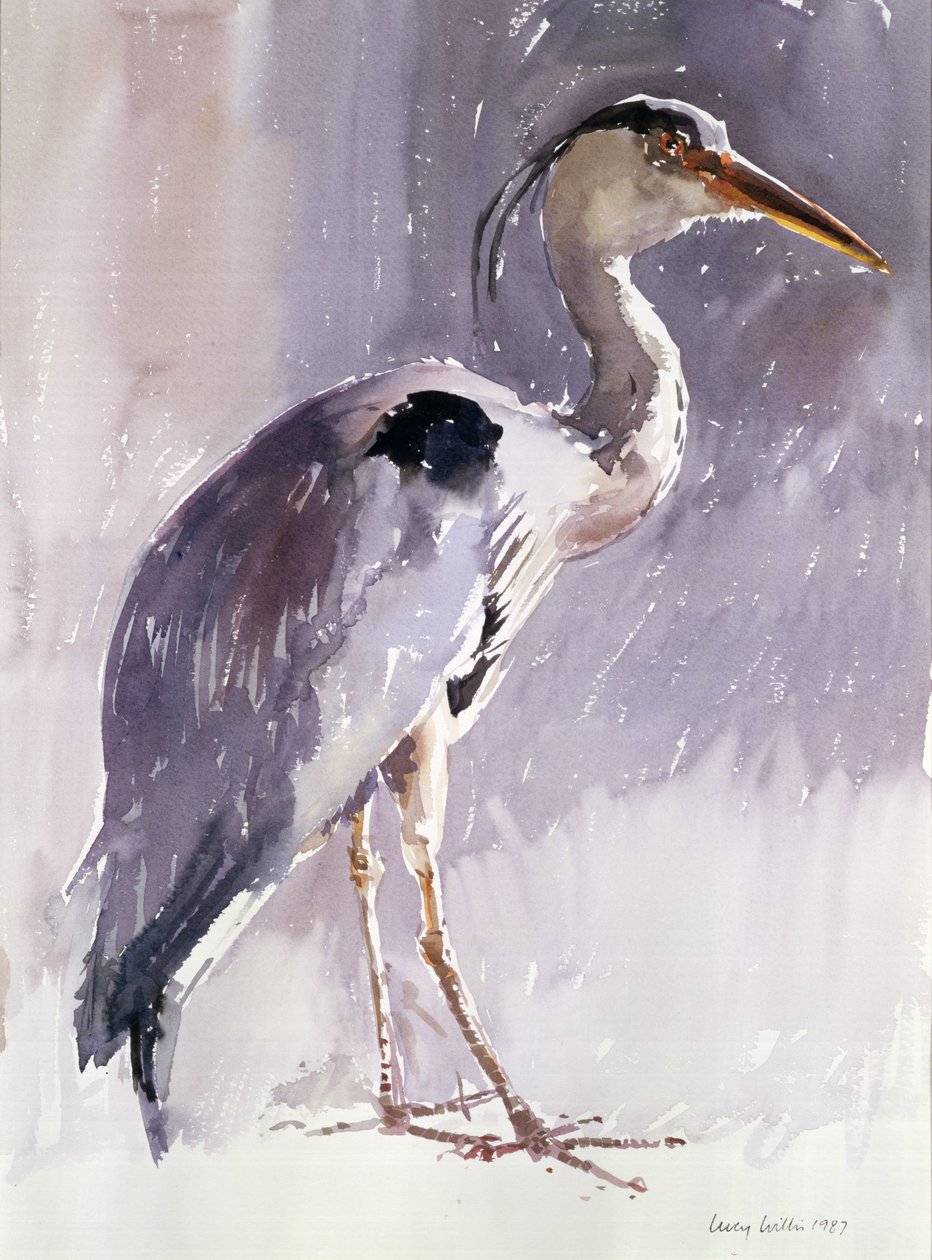 Grey Heron, 1987 (wc på papir) af Lucy Willis