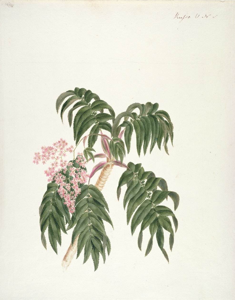 Cusso eller Banbesia; Abessinien (blade og blomster) (wc og gouache over grafit på papir) af Luigi Balugani