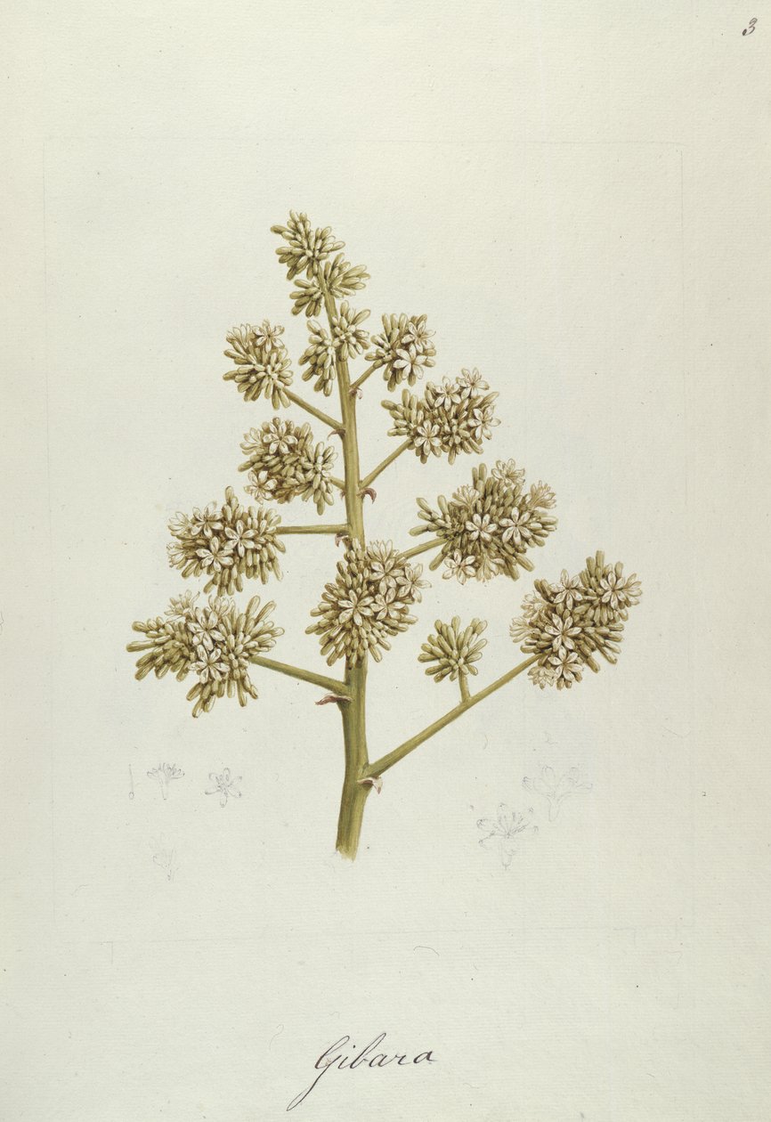 Gibara, illustration fra 41 botaniske tegninger med noter (grafit, wc og bc på papir) af Luigi Balugani