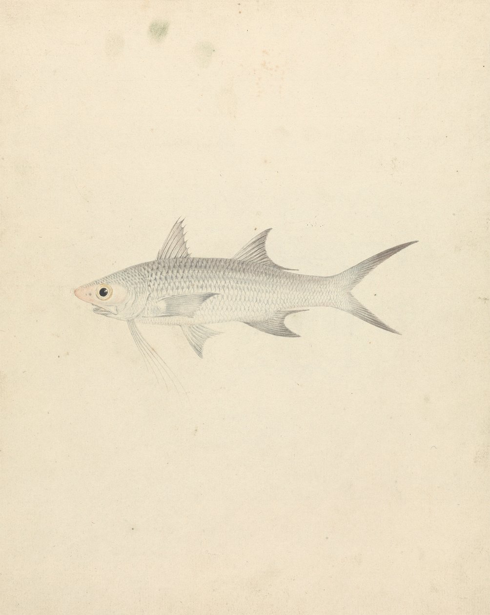 Binney: nummer et (en fisk) af Luigi Balugani